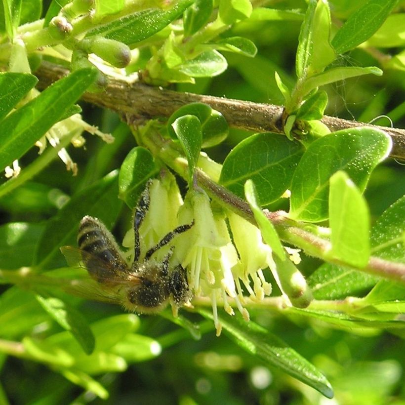 Lonicera pileata Mossgreen - Box Honeysuckle (Flowering)