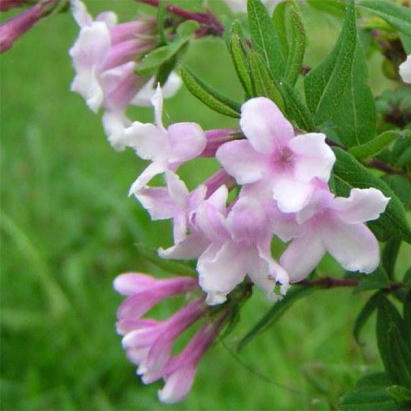 Lonicera syringantha - Lilac flowered Honeysuckle (Flowering)