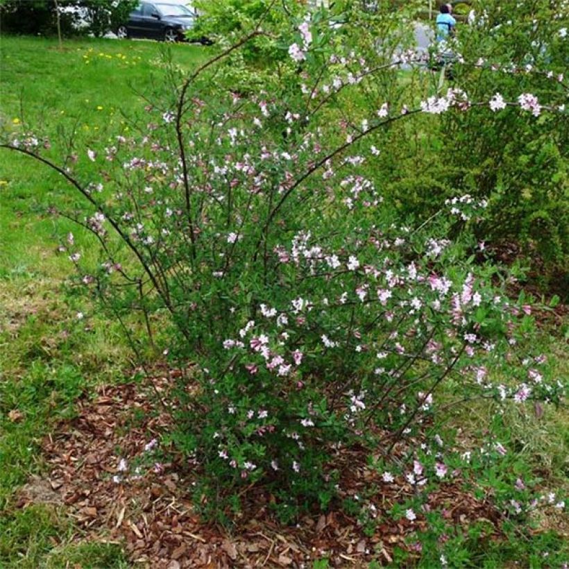 Lonicera syringantha - Lilac flowered Honeysuckle (Plant habit)