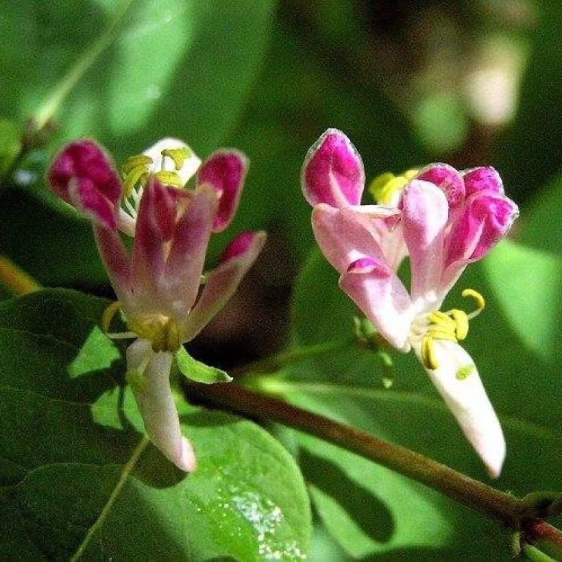 Lonicera tatarica Rosea - Tatarian Honeysuckle (Flowering)
