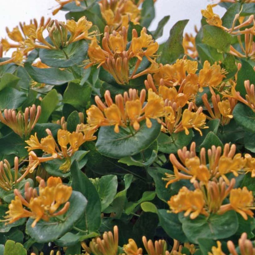 Lonicera x tellmaniana - Tellmann's Honeysuckle (Plant habit)