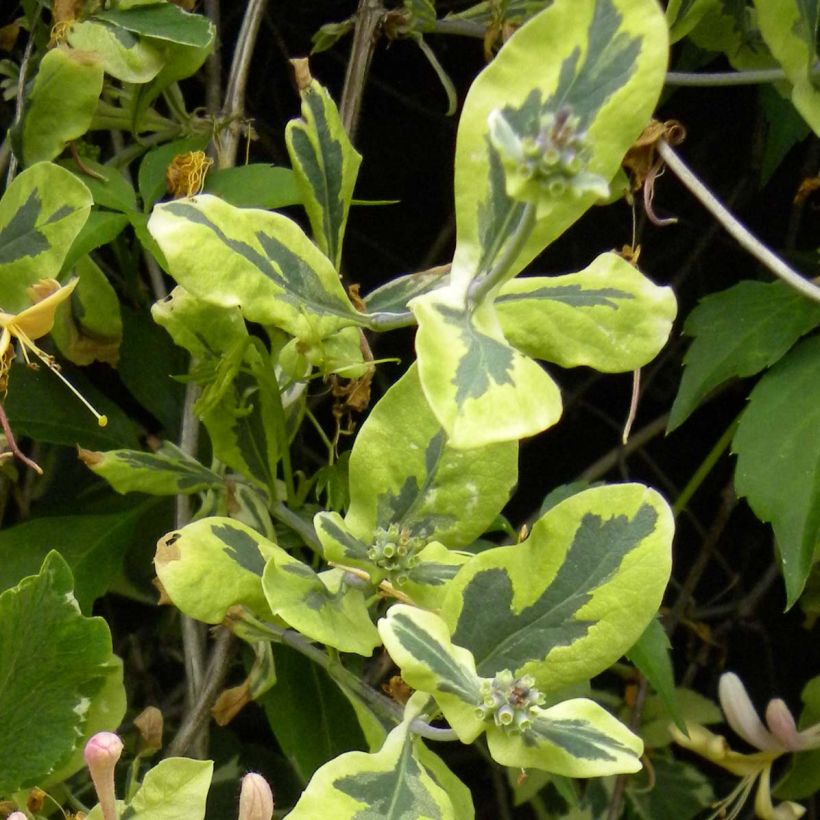 Lonicera caprifolium var. Italica Harlequin 'Sherlite' (Foliage)