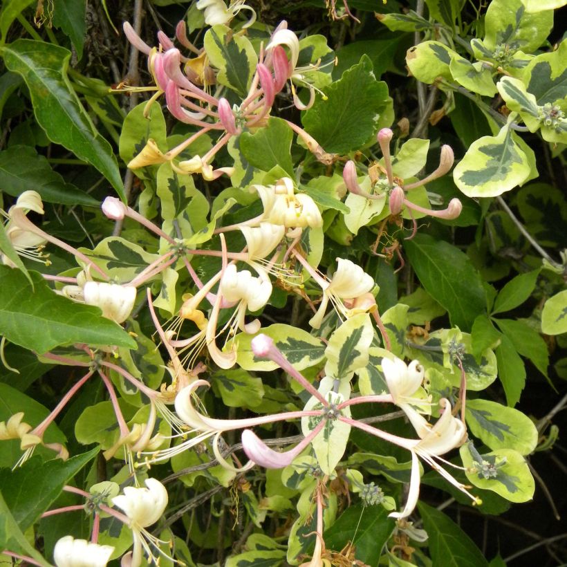Lonicera caprifolium var. Italica Harlequin 'Sherlite' (Flowering)