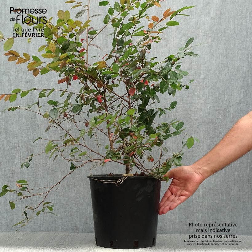 Loropetalum Chinense Fire dance en pot de 7,5L/10L sample as delivered in autumn