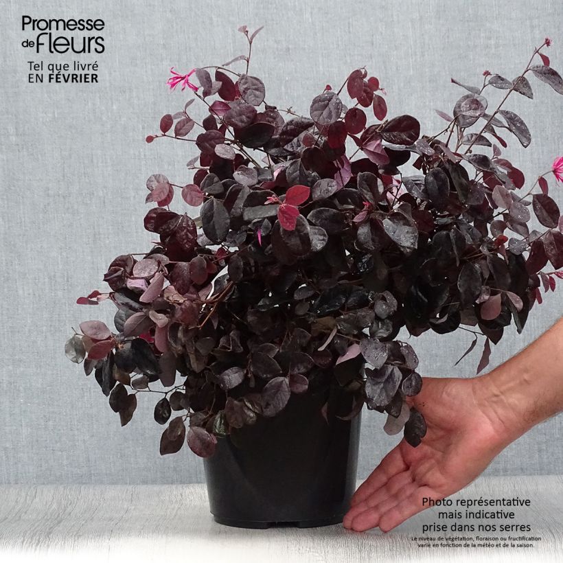 Loropetalum chinense Black Pearl en pot de 1.5L/2L sample as delivered in autumn