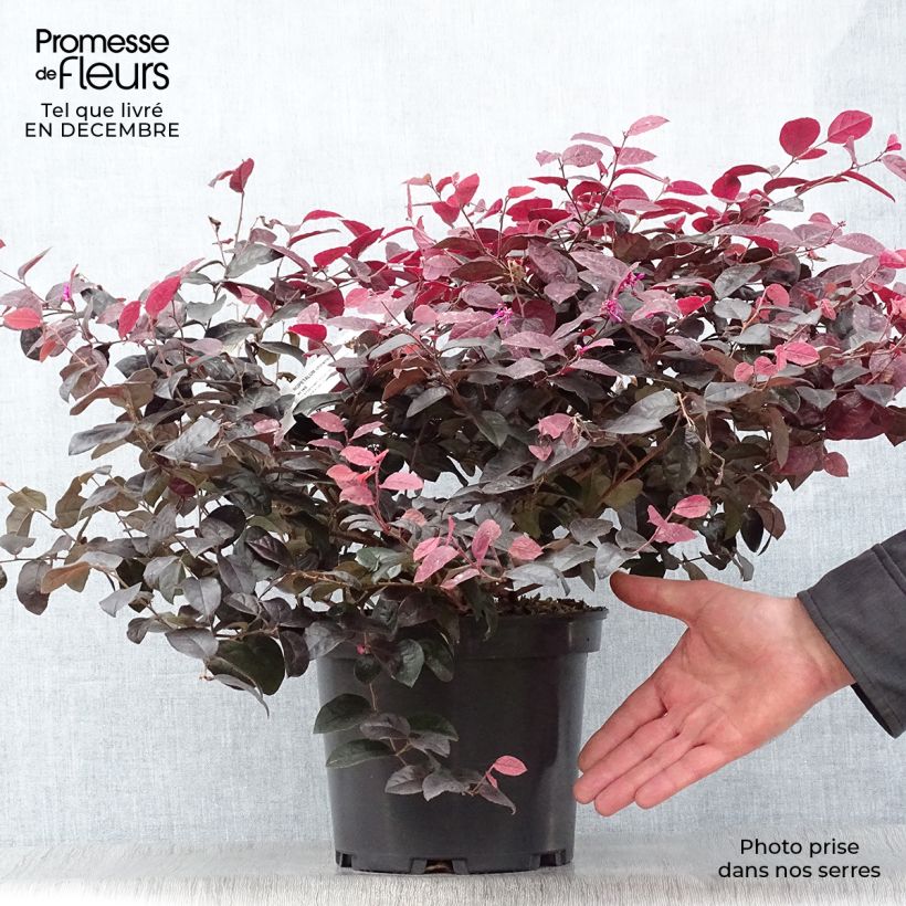 Loropetalum chinense Ever Red Pot de 3L/4L sample as delivered in winter