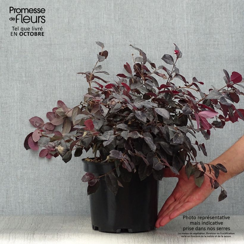 Loropetalum chinense Ever Red Pot de 3L/4L sample as delivered in autumn