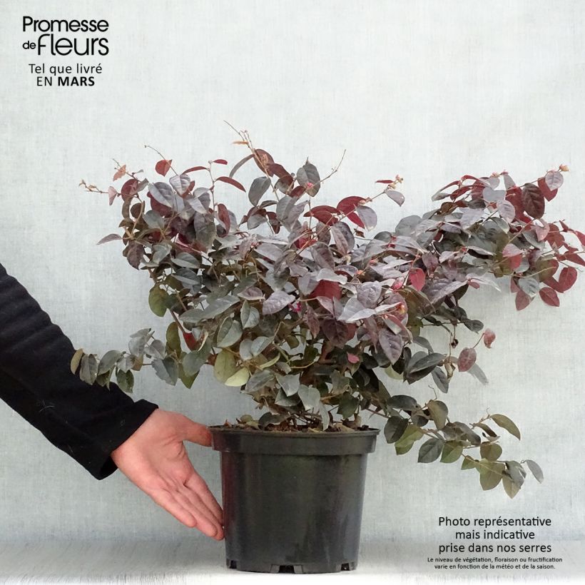 Loropetalum chinense var. rubrum Ever Red - Chinese Witch Hazel sample as delivered in spring