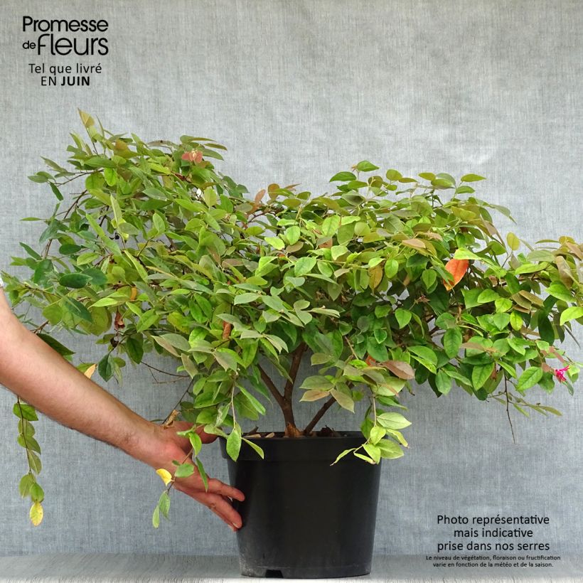 Loropetalum chinense Ming Dynasty - Chinese Witch Hazel 6L/7L potShipped height around 50+cm sample as delivered in summer