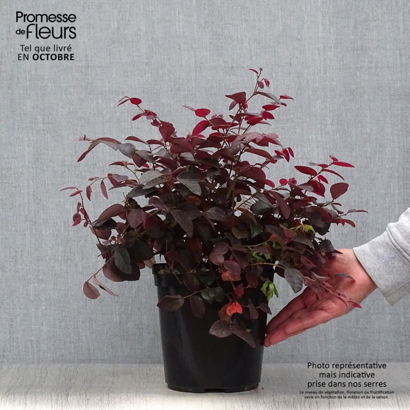 Loropetalum chinense var. rubrum Pipas Red - Chinese Witch Hazel 2L/3L pot sample as delivered in autumn