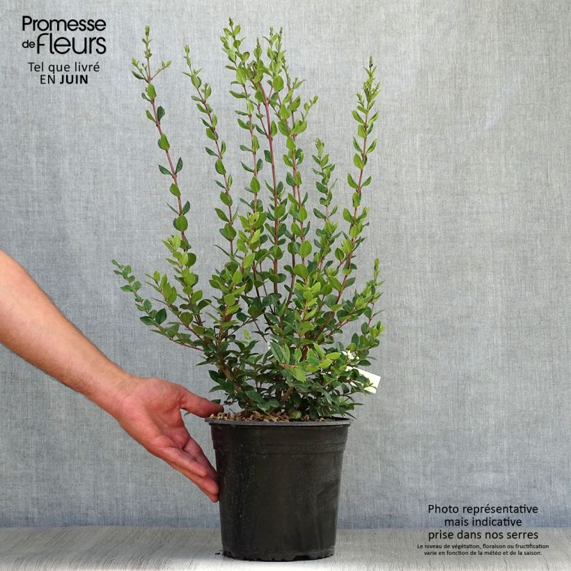 Luma chequen - Myrte du Chili Pot de 4L/5L sample as delivered in summer
