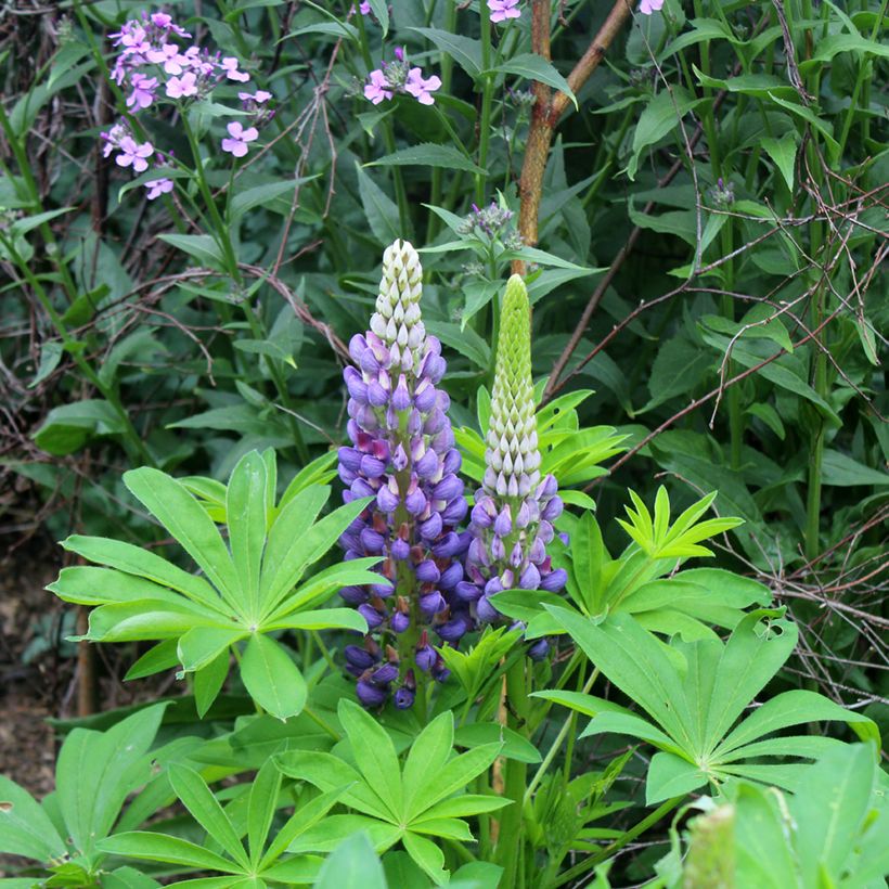 Lupinus Gallery Blue (Flowering)