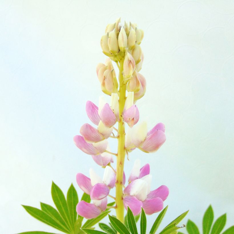 Lupinus Gallery Pink (Flowering)