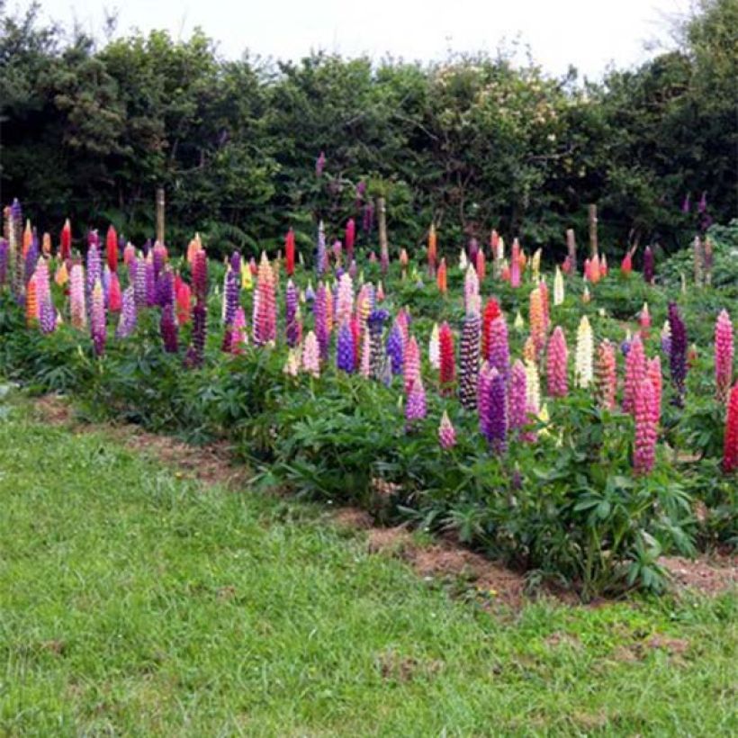 Lupinus polyphyllus Russell Band of Nobles (Flowering)