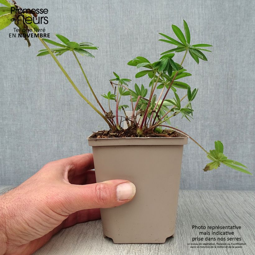 Lupin West Country Tequila Flame rouge et jaune Pot de 10 cm/11cm sample as delivered in autumn