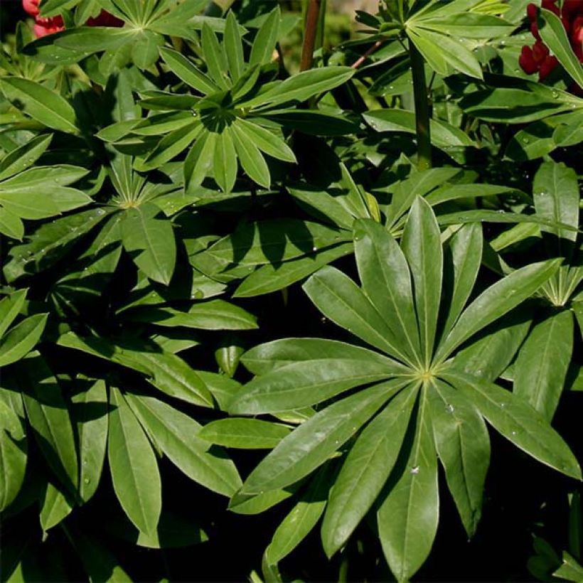 Lupinus polyphyllus West Country Towering Inferno (Foliage)