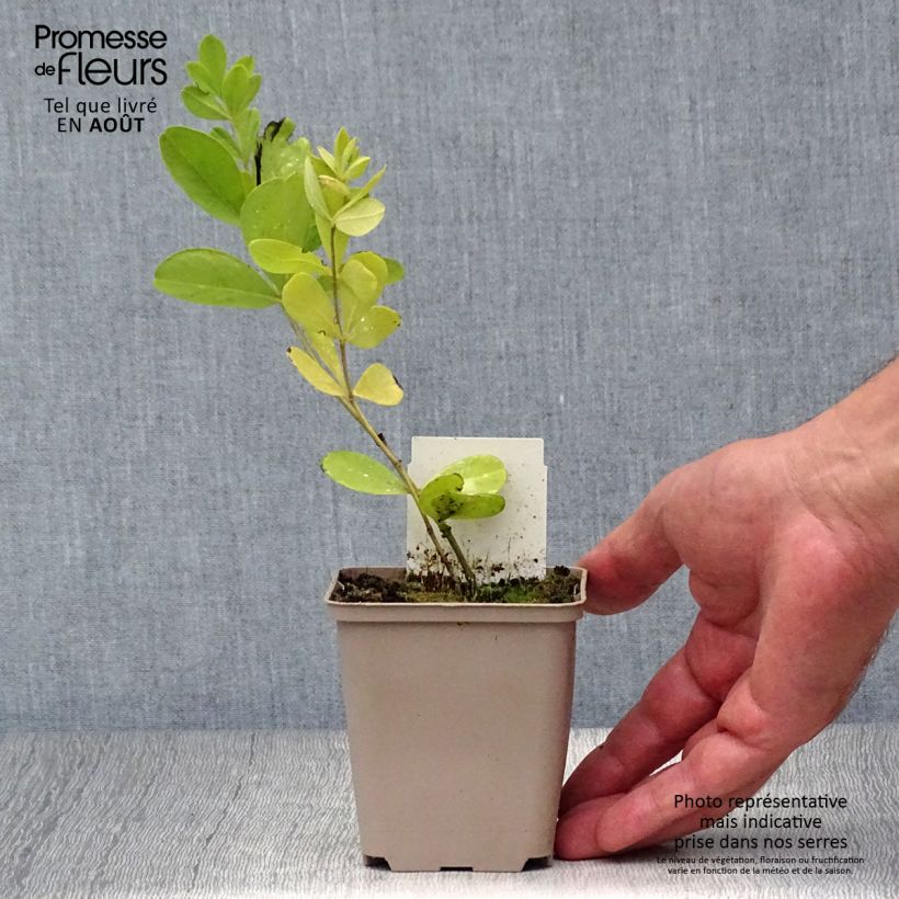 Baptisia Purple Smoke - False Indigo 8/9 cm pot sample as delivered in summer