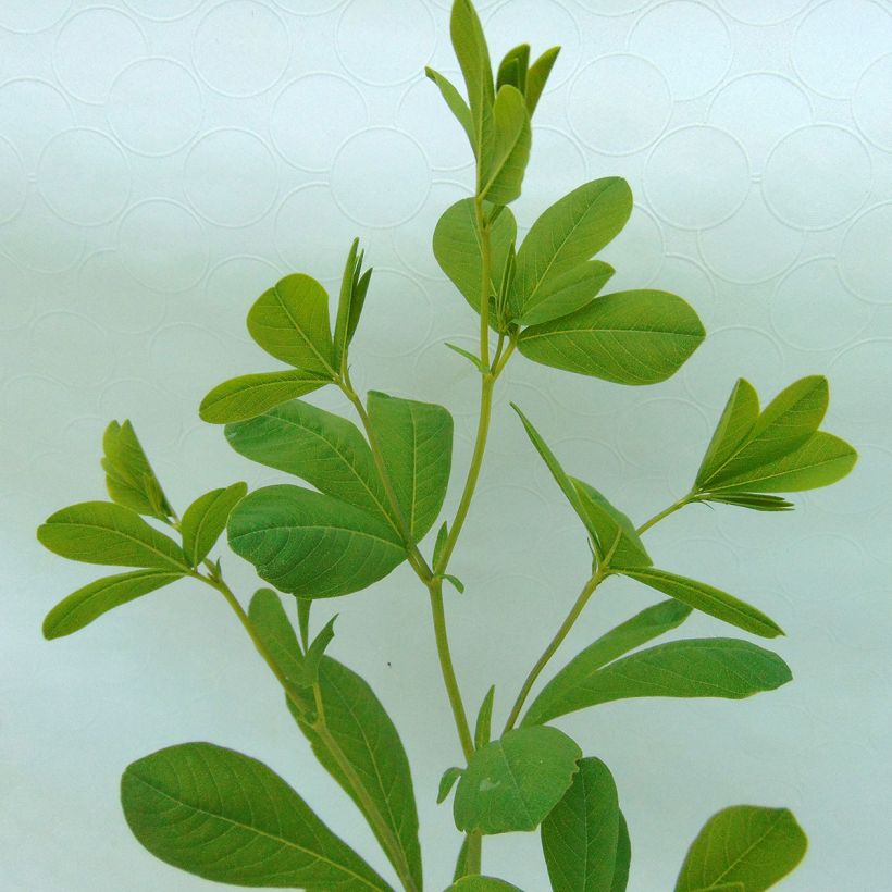 Baptisia australis - False Indigo (Foliage)