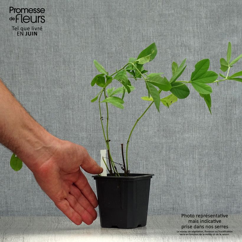 Baptisia australis - False Indigo 8/9 cm pot sample as delivered in summer