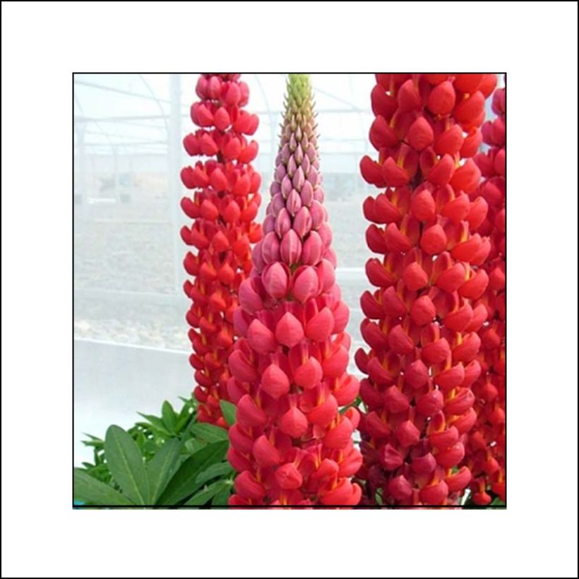 Lupinus polyphyllus West Country Red Rum (Flowering)