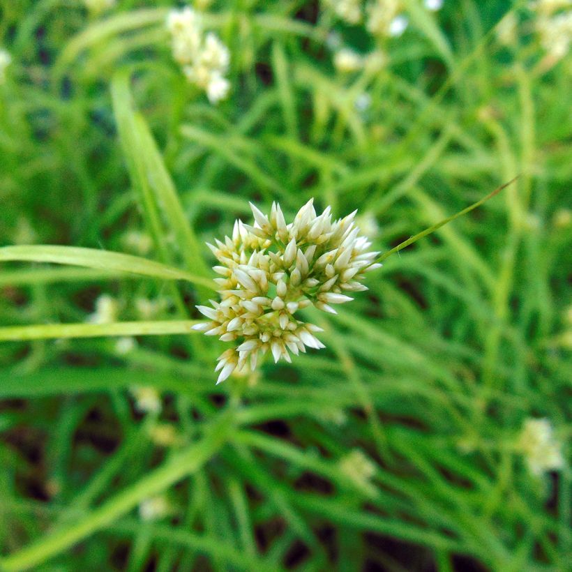 Luzula nivea (Flowering)