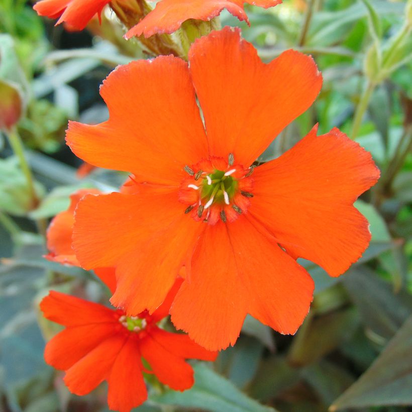 Lychnis x arkwrightii Vesuvius (Flowering)