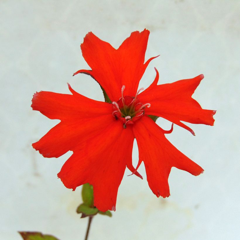 Lychnis x arkwrightii Vesuvius (Flowering)