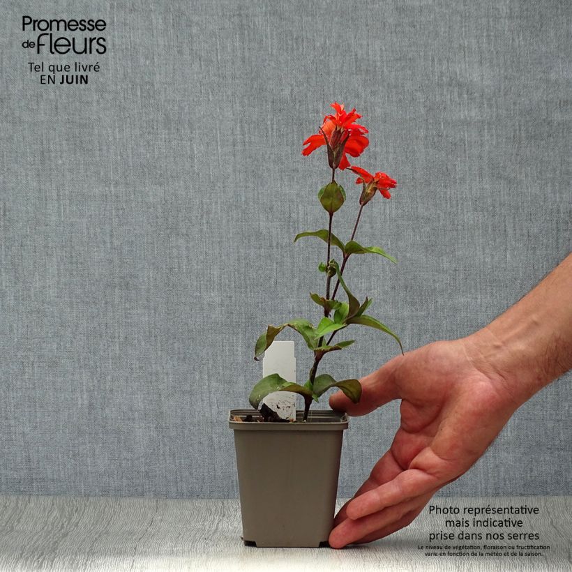 Lychnis x arkwrightii Vesuvius 8/9 cm pot sample as delivered in summer