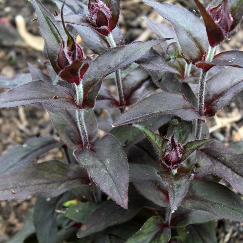 Lychnis x arkwrightii Vesuvius (Foliage)