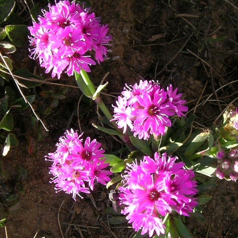 Lychnis alpina (Flowering)