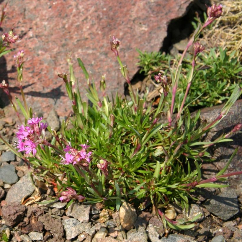 Lychnis alpina (Plant habit)