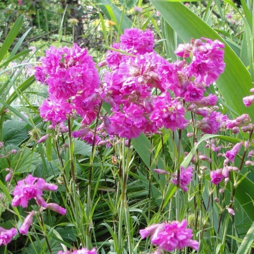 Lychnis alpina Rosea (Flowering)