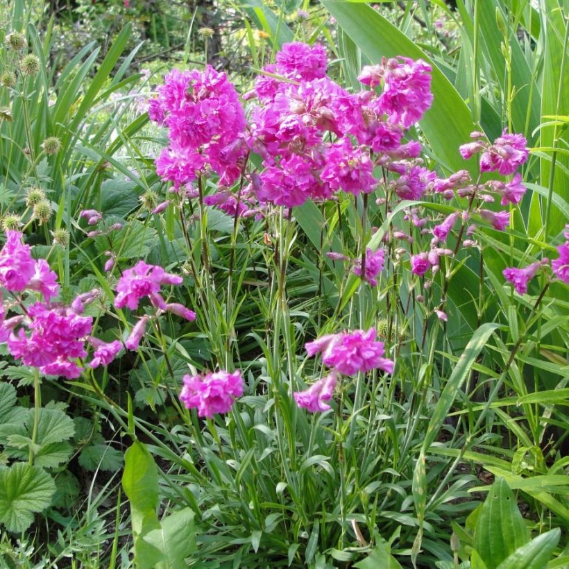 Lychnis alpina Rosea (Plant habit)
