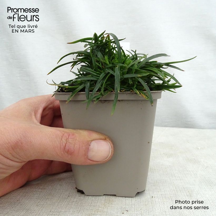 Lychnis alpina Rosea sample as delivered in spring