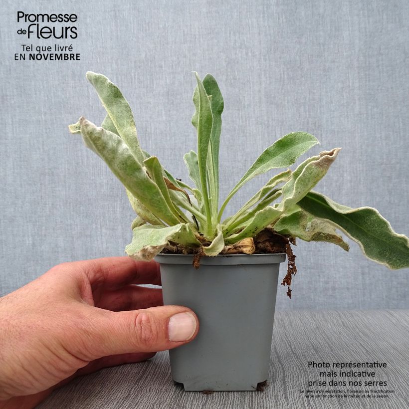 Lychnis coronaria Alba 8/9 cm pot sample as delivered in autumn