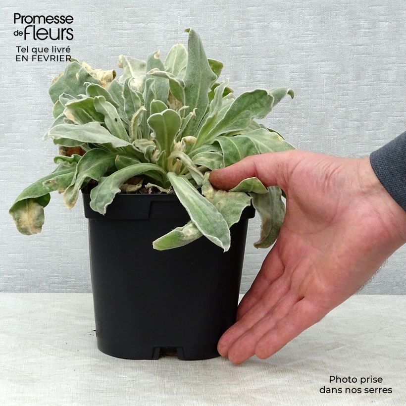 Lychnis coronaria Atrosanguinea 2L/3L pot sample as delivered in winter