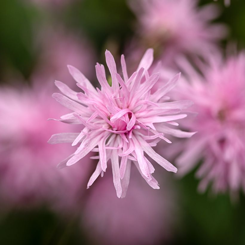 Lychnis flos-cuculi Jenny (Flowering)