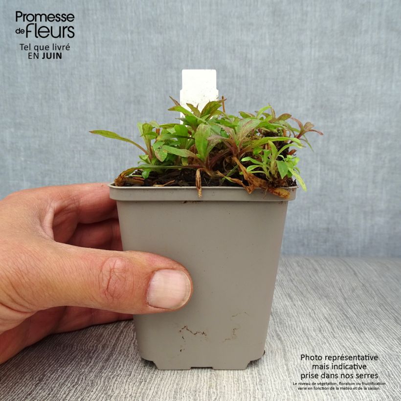 Lychnis flos-cuculi Jenny 7/8 cm pot sample as delivered in summer