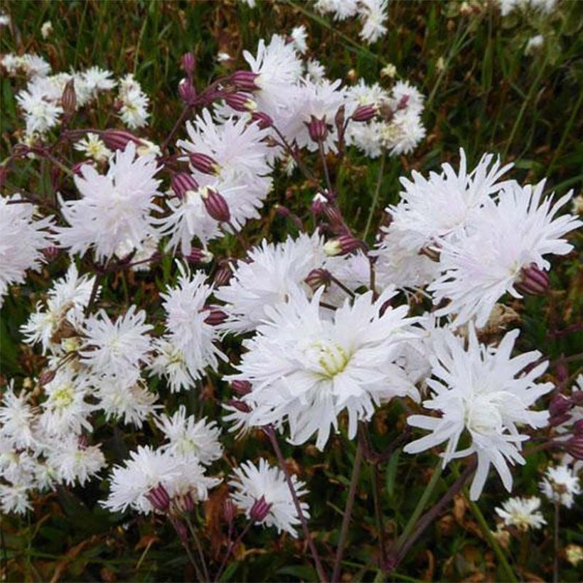 Lychnis flos-cuculi Petit Henri (Flowering)