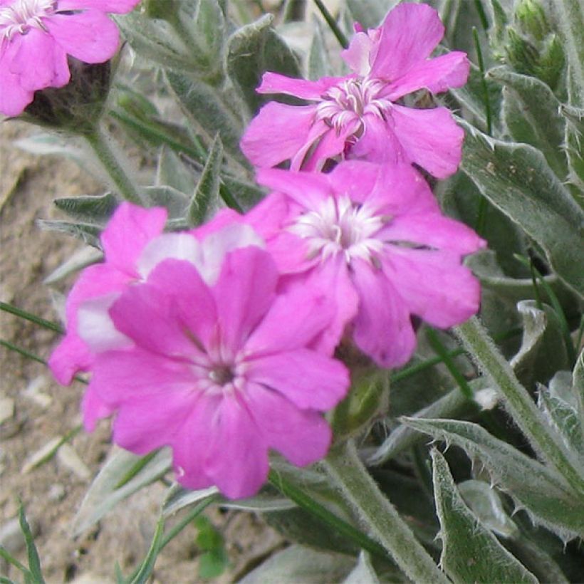 Lychnis flos-jovis (Flowering)