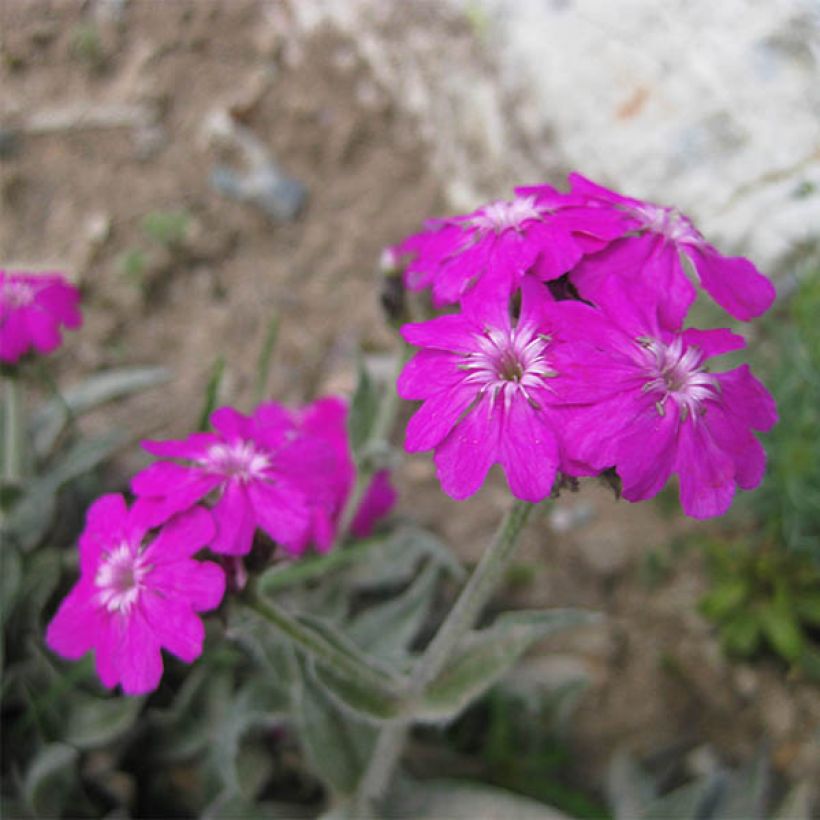 Lychnis flos-jovis Peggy (Flowering)