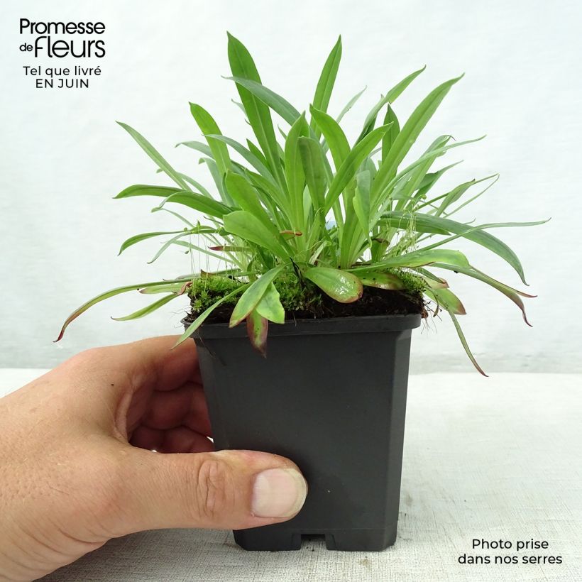 Lychnis viscaria Plena - Attrape-mouches à fleurs doubles Godet de 9cm sample as delivered in summer