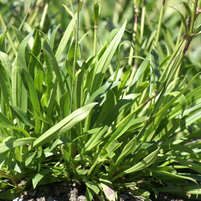 Lychnis yunnanensis (Foliage)