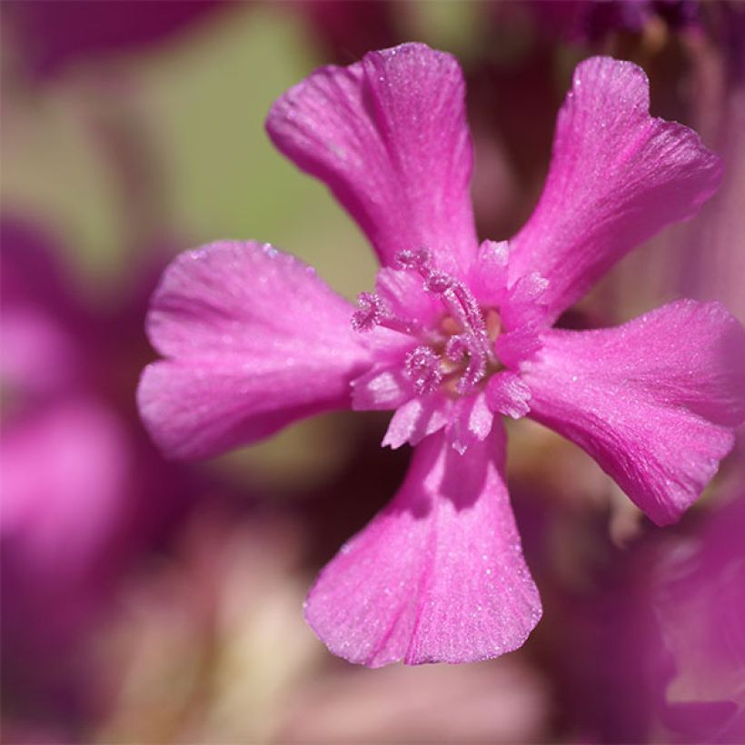 Lychnis yunnanensis (Flowering)