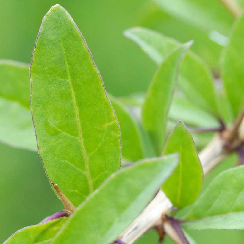 Lycium chinensis - Chinese Goji (Foliage)