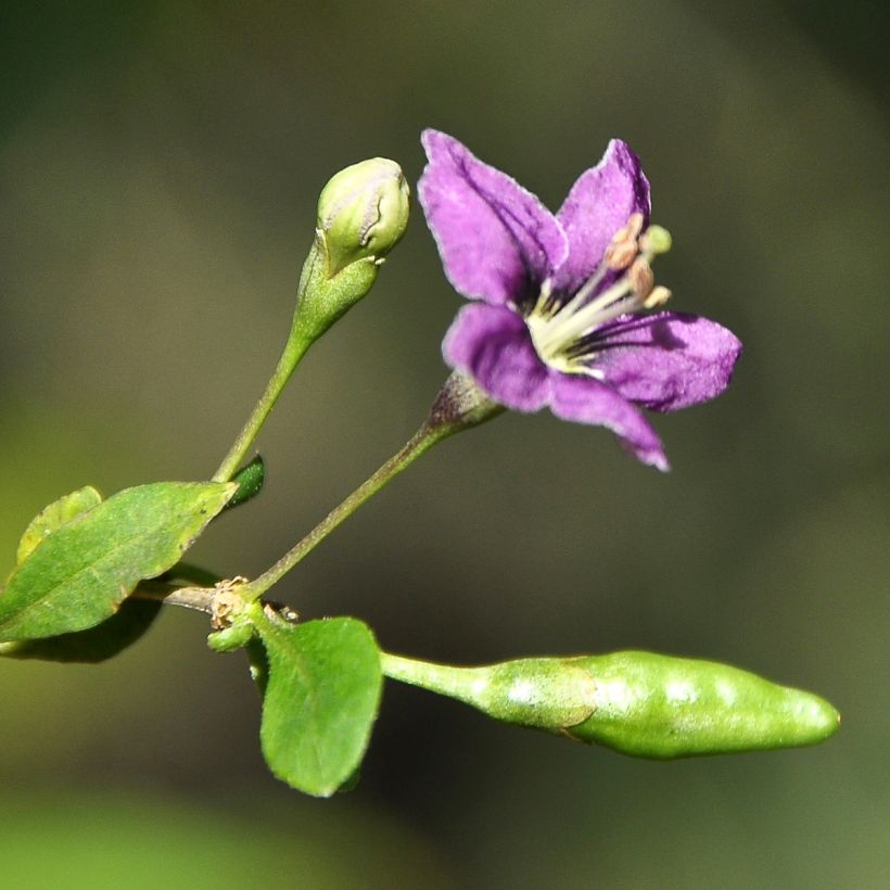 Lycium chinensis - Chinese Goji (Flowering)