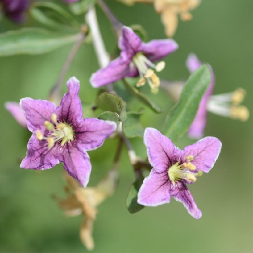 Lycium barbarum (Flowering)
