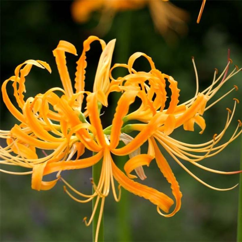 Lycoris aurea - Golden Spider Lily (Flowering)