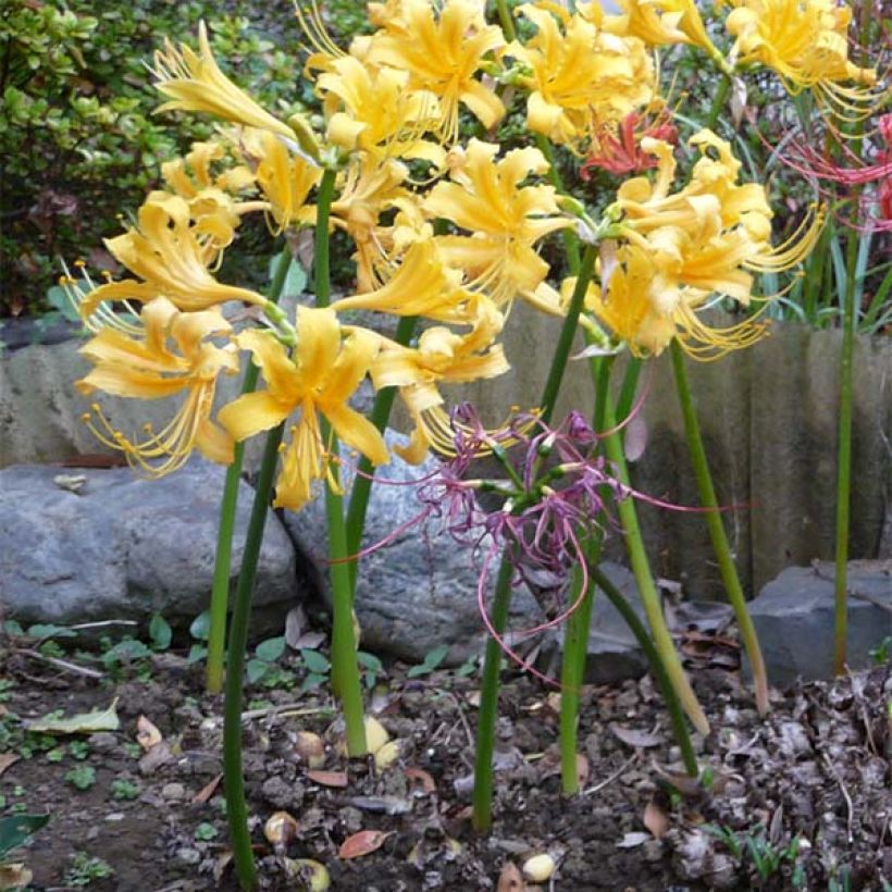 Lycoris aurea - Golden Spider Lily (Plant habit)