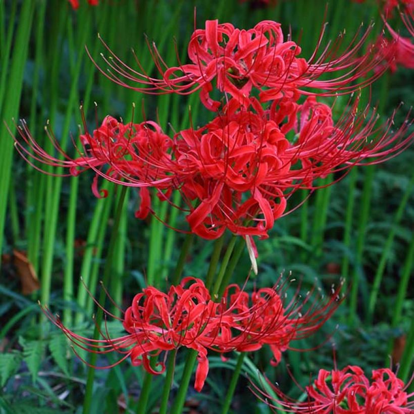 Lycoris radiata - Red Spider Lily (Flowering)